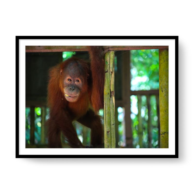 Baby Orangutan, Sumatra, 2018