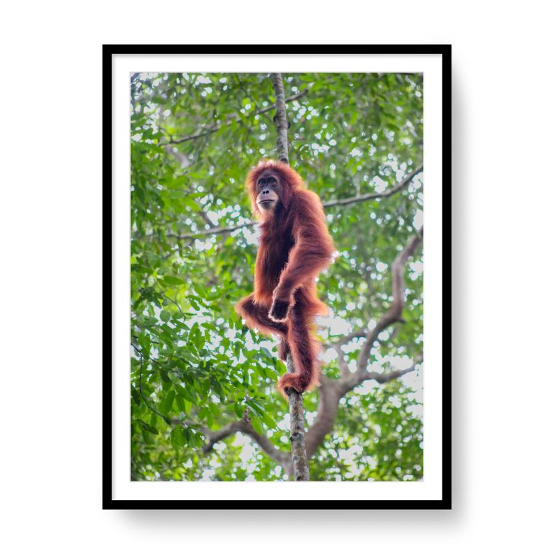 Adolescent Orangutan, Sumatra, 2018