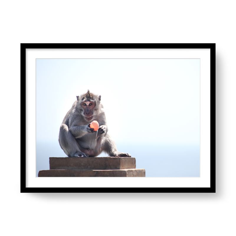 Long-tailed macaque, Bali, 2018